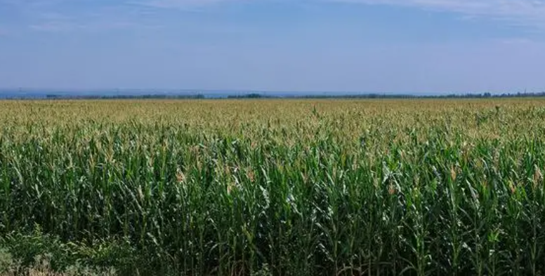 平原适合种什么