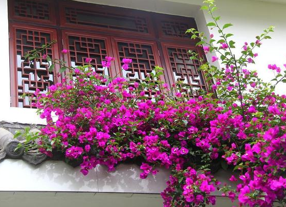 门前适合种什么