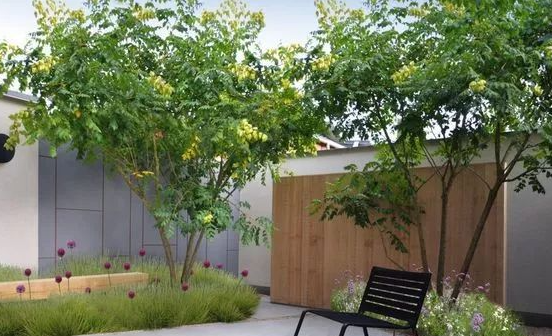 什么树适合种在庭院