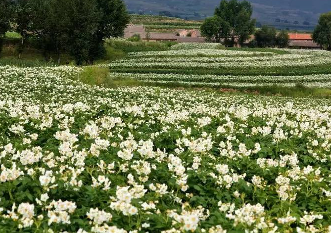 山西适合种什么