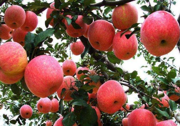 山区适合种什么