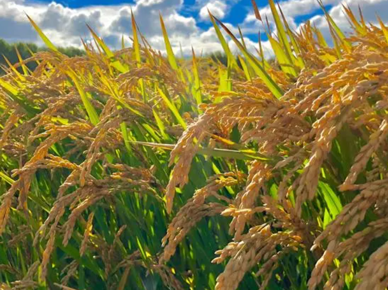 水稻适合种在什么