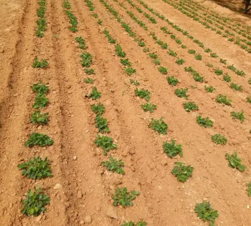 黄土适合种什么