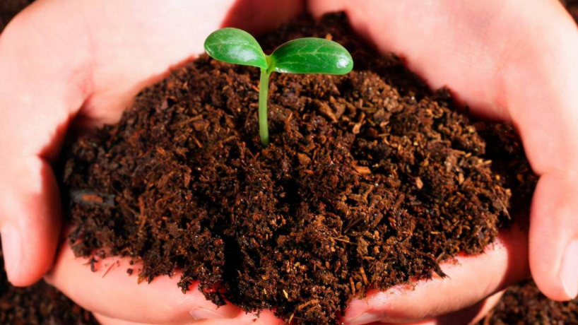 沙子适合种什么