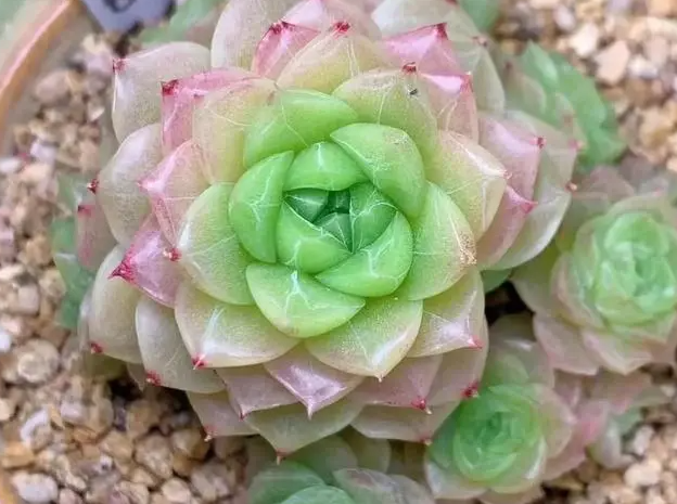 什么适合种多肉