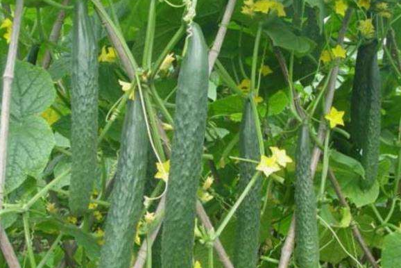 8月适合种什么菜