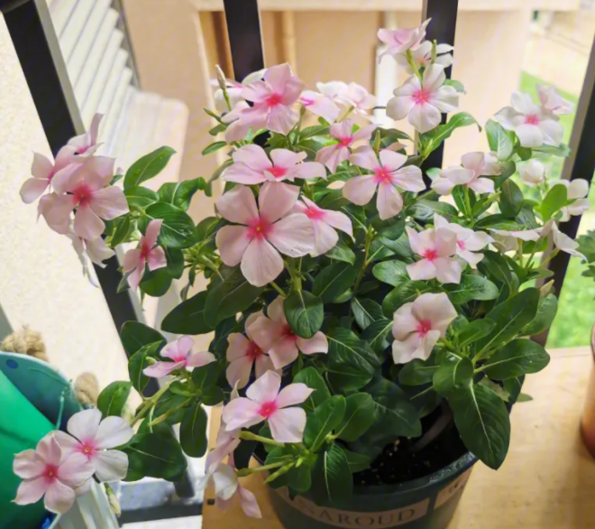 南阳台适合种什么花