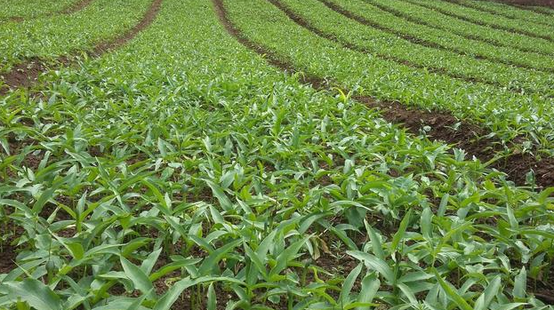 什么土地适合种药材