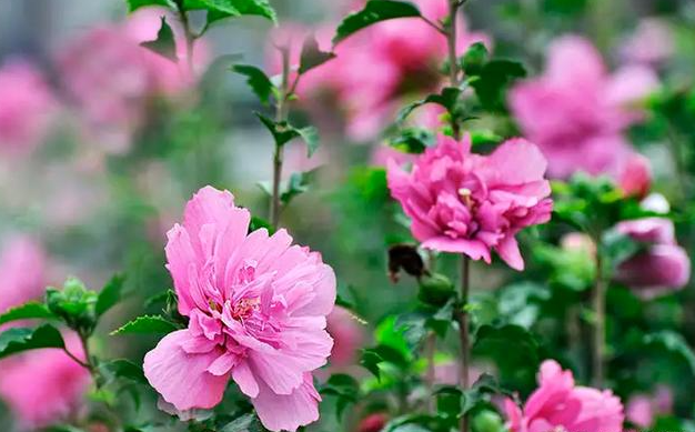 三月份适合种什么