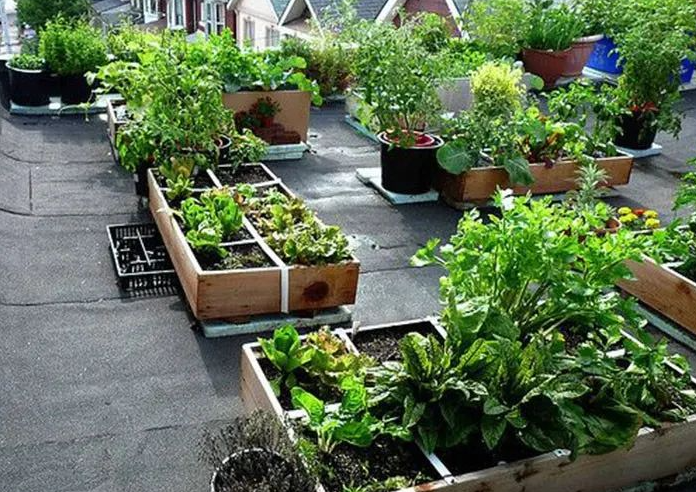 天台适合种什么