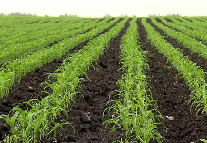 黑土适合种什么