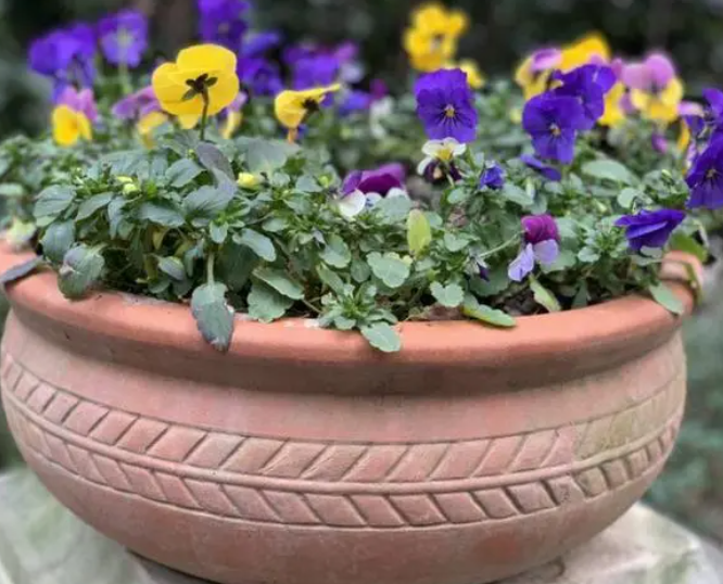 陶盆适合种什么