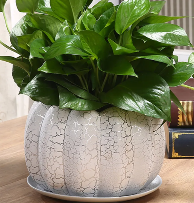 大花盆适合种什么