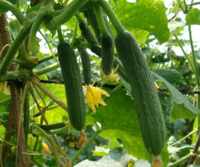 4月适合种什么蔬菜