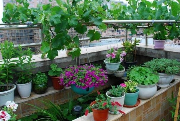 露台适合种什么