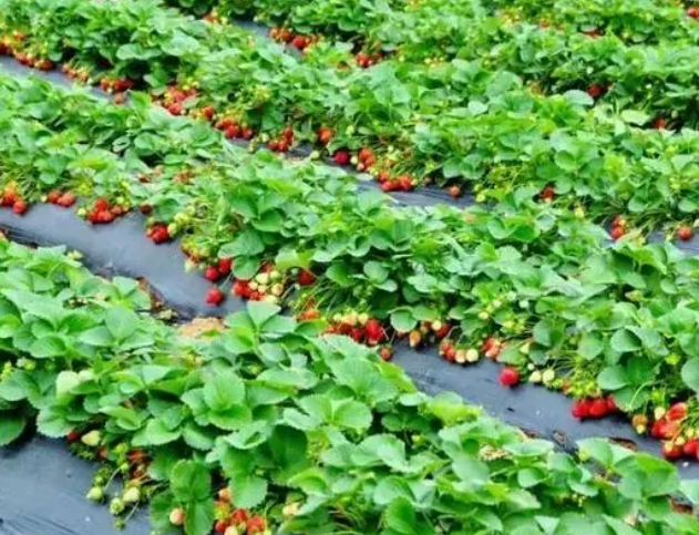 南昌适合种什么