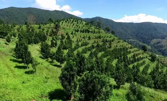 林地适合种什么