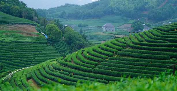 杭州适合种什么