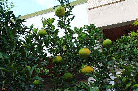 农村适合种什么树