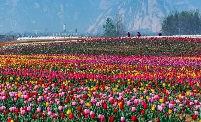 驻马店适合种什么