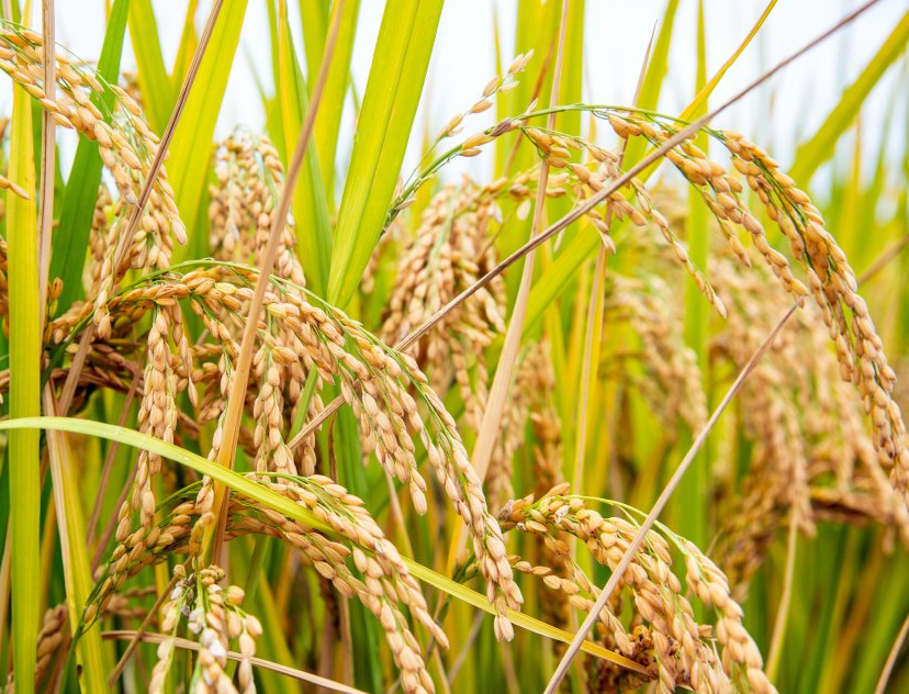 湿土地适合种什么