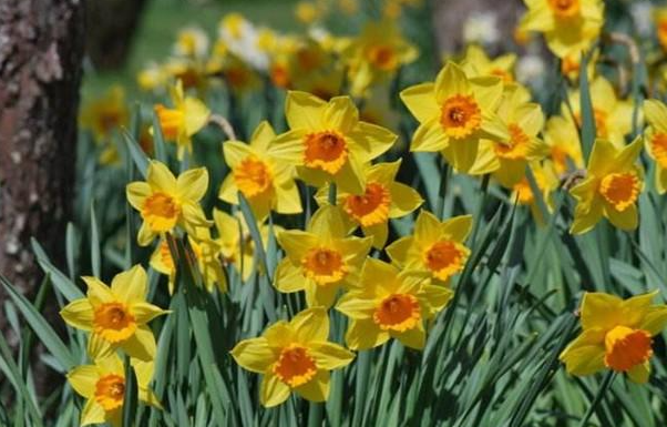 阴的地方适合种什么