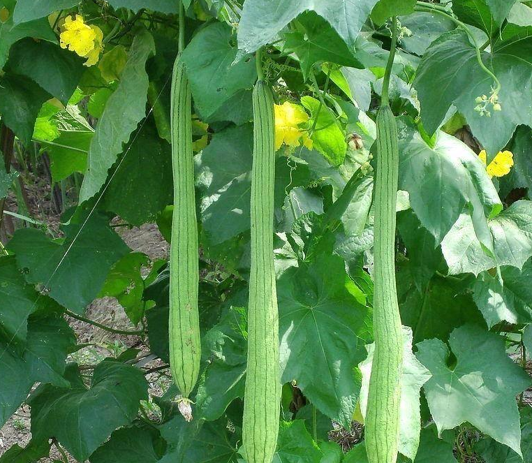 七月适合种什么