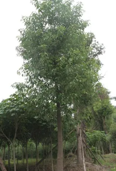 四川适合种什么树