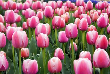 3月份适合种什么