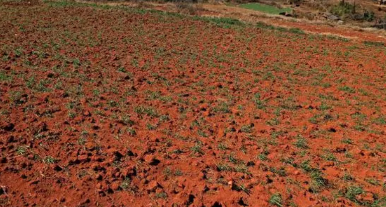 红土适合种什么