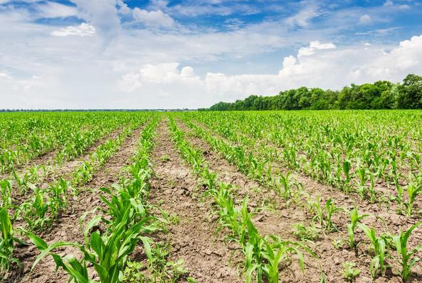 旱地适合种什么