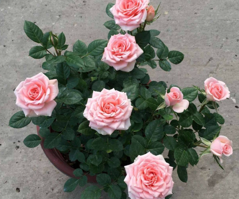 3月种适合什么花