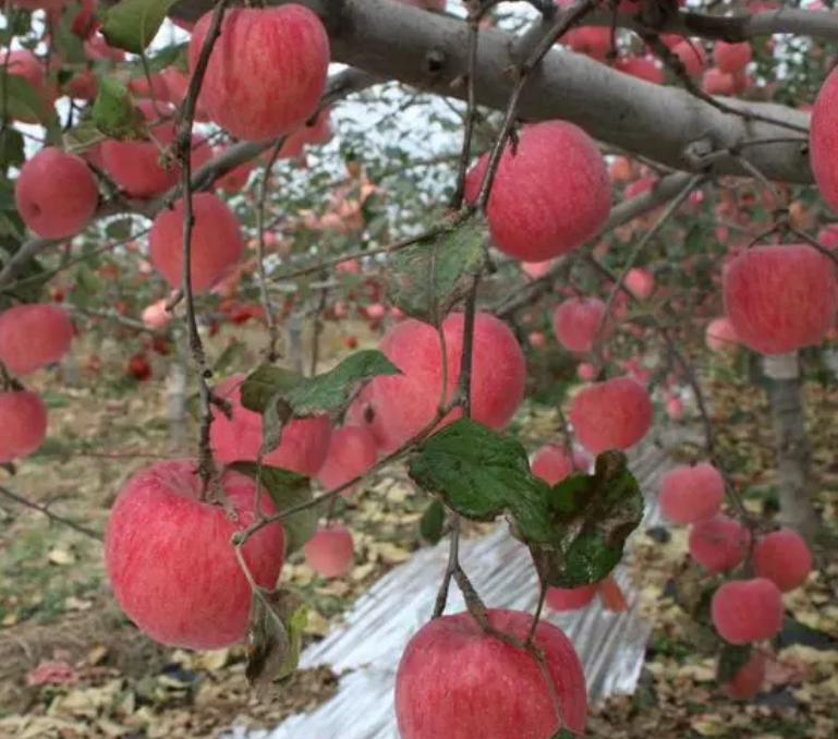 陕西适合种什么