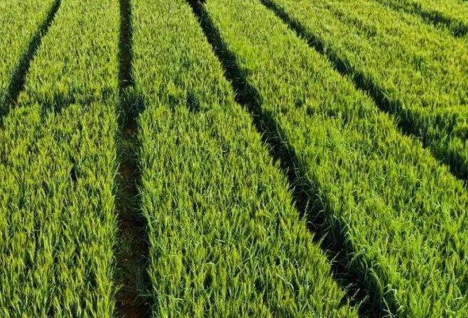 芒种适合种什么