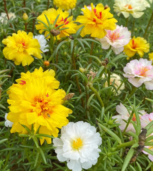 什么花适合夏天种