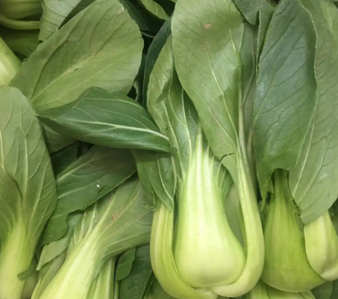 什么蔬菜适合春天种