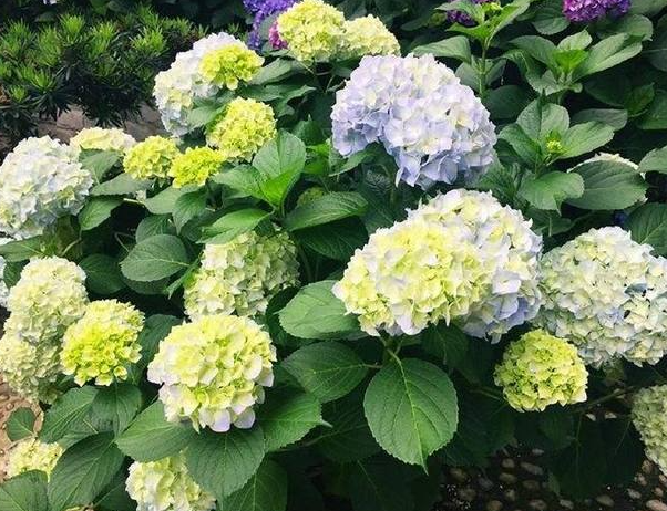 现在季节适合种什么