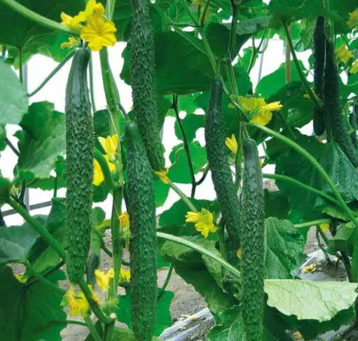 安徽适合种什么菜