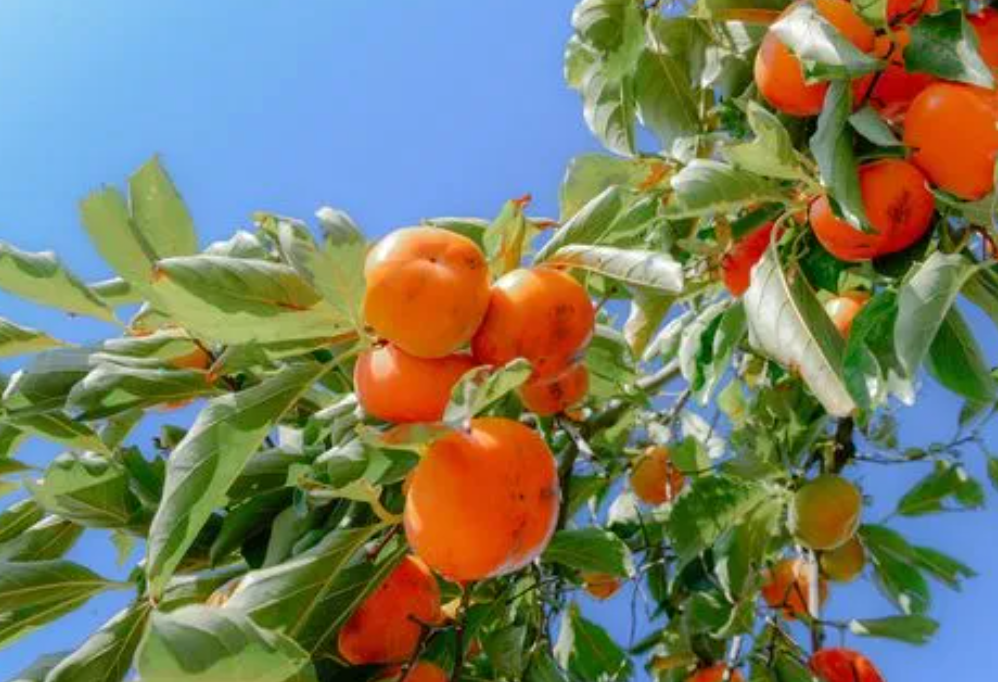 碱性土壤适合种什么