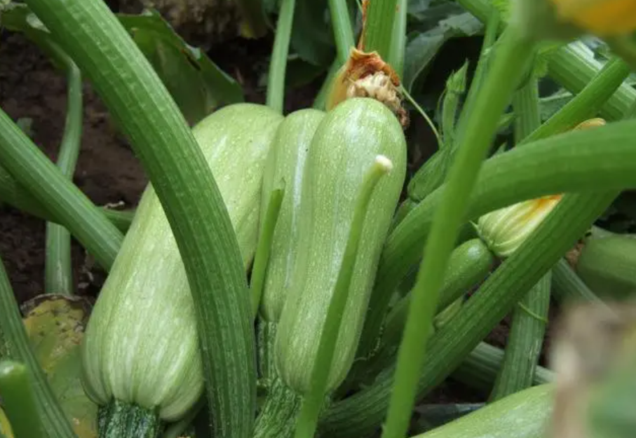 五月份了适合种什么菜