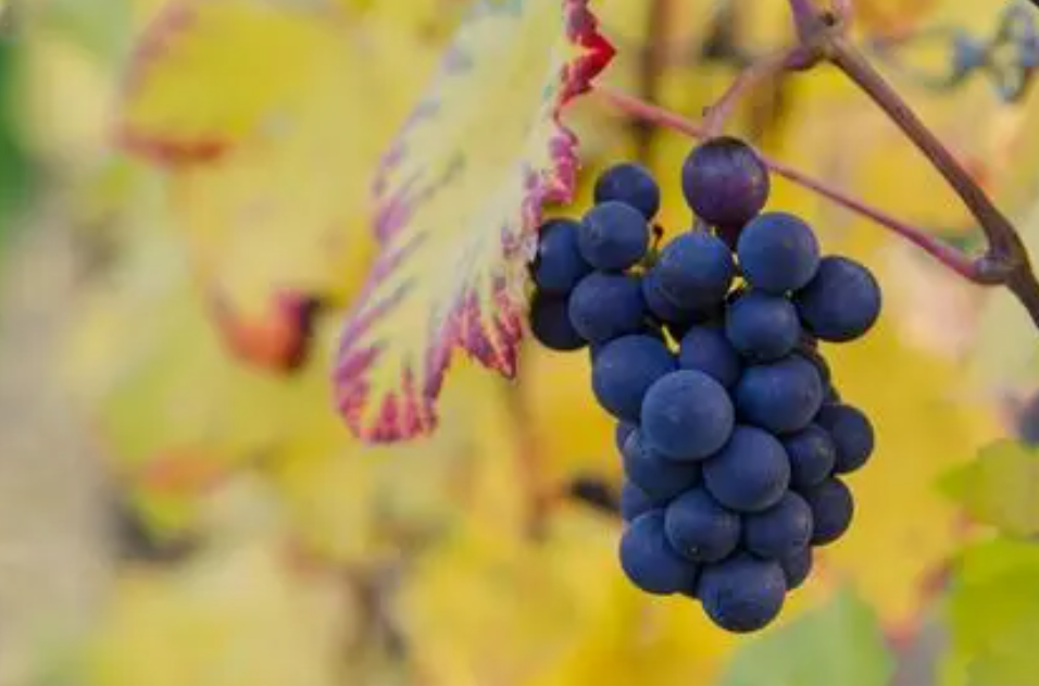 沧州适合种什么