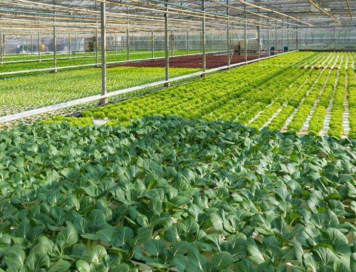 蔬菜大棚适合种什么