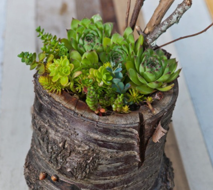 朽木适合种什么植物