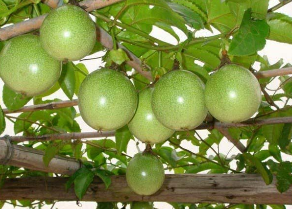 南方适合种什么水果榨汁