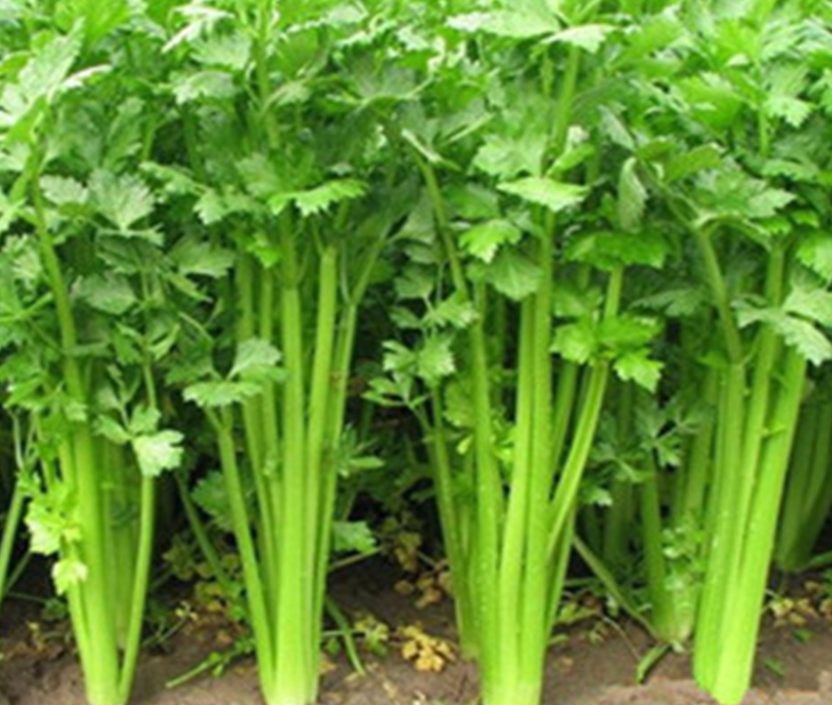 12月适合种什么菜