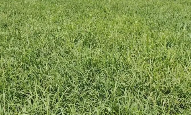 河滩地适合种什么