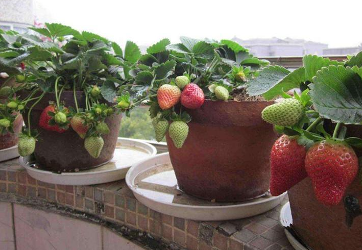 在阳台适合种什么水果