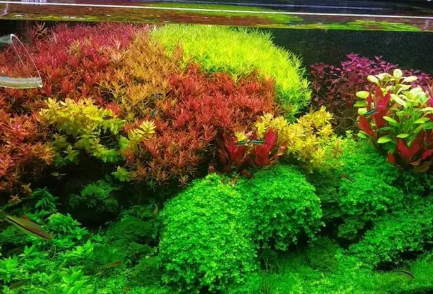 草缸适合种什么草