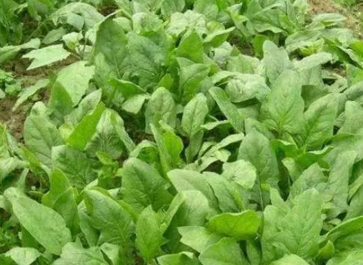 二月适合种什么菜