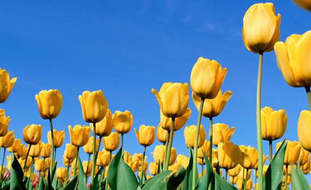 四月份适合种什么